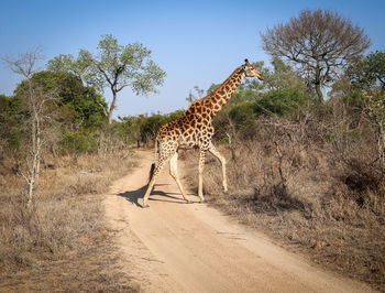 animal