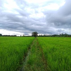 Scenic view of agricultural field against sky