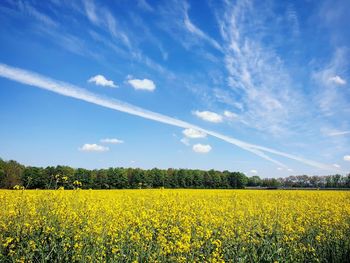 Scenic view of oilseed rape field against sky