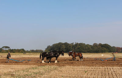 Horses on field against sky