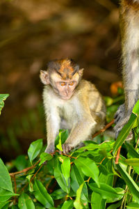 Long-tailed macaque in singapore