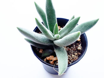 Close-up of succulent plant against white background