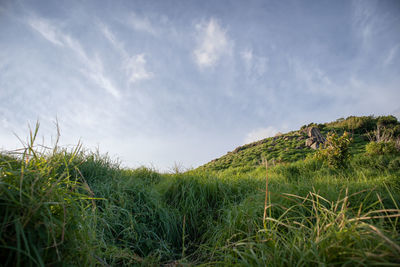 Plants growing on field against sky