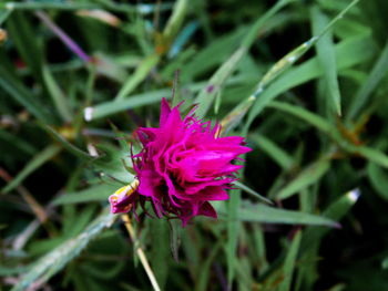 Close-up of pink flowers