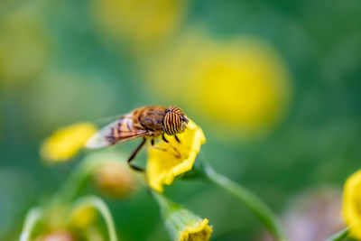 Close-up of butterfly pollinating on yellow flower