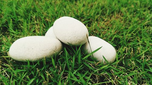 High angle view of mushroom growing on field