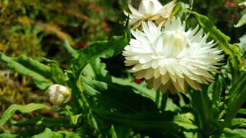 Close-up of white flowers blooming outdoors