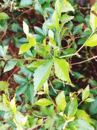 High angle view of plant growing on field