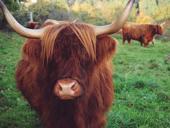 Highland cattle standing on field