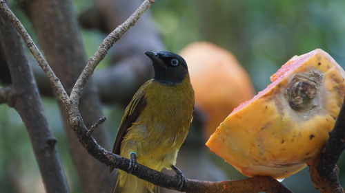 Close-up of birds perching on branch