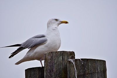 Close-up of bird perching on wood against clear sky