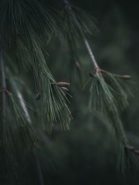 Close-up of pine tree