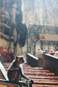 Infant monkey sitting on railing