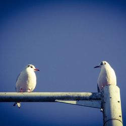 Seagull perching on wall against clear blue sky