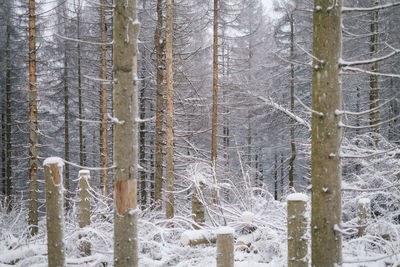 Trees in forest during winter