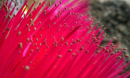 Close-up of pink flowers