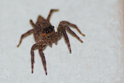 Close-up of spider