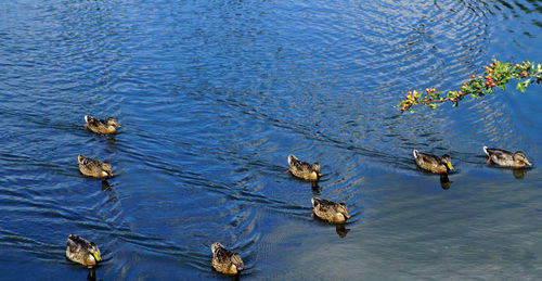 High angle view of ducks in water