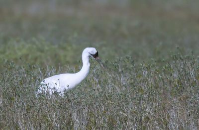 Side view of a bird on field