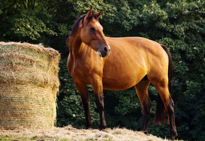 Horse grazing by hay bale against trees