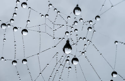 Close-up of water drops on spider web