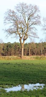 Bare trees on grassy field