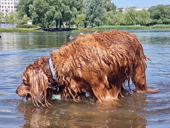 View of dog in lake