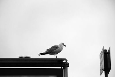 A seagull on the roof watching people