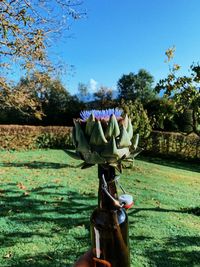 View of flowering plants on field against sky