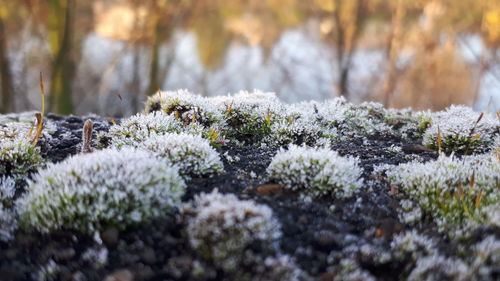 Close-up of snow covered plants