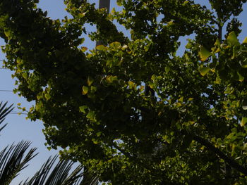 Low angle view of tree against sky