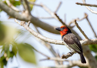 Low angle view of bird perching on branch