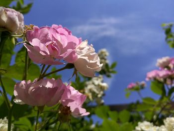 Close-up of pink flowers blooming outdoors