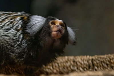 Close-up of monkey looking away