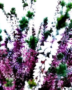 Low angle view of purple flowers on tree