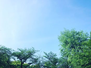Low angle view of trees against blue sky