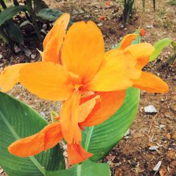 flowering plant