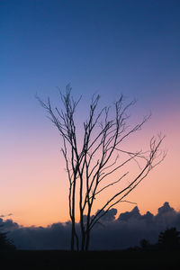 Silhouette bare tree against sky during sunset