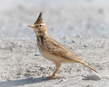 Side view of a bird on sand