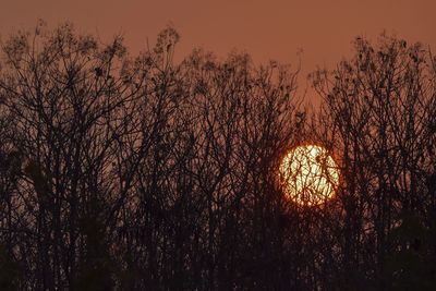 Low angle view of silhouette plants against sky at sunset