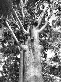 Low angle view of trees in forest