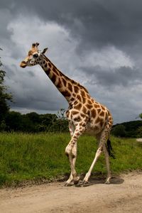 Giraffe on field against sky