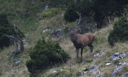 View of deer on field