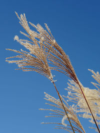 Low angle view of stalks against blue sky