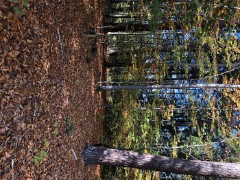 Trees growing in lake