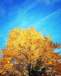 Low angle view of autumnal tree against blue sky