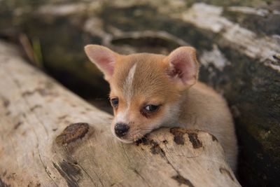 Close-up of a dog