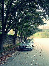 Road passing through trees