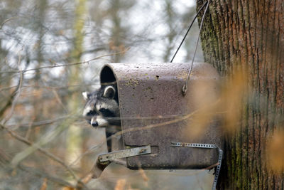 View of an animal on tree trunk