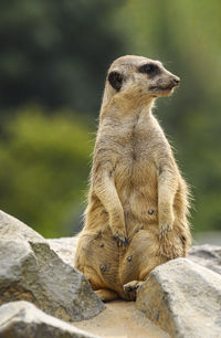 A female meerkat standing on a stone and watching the surroundings.